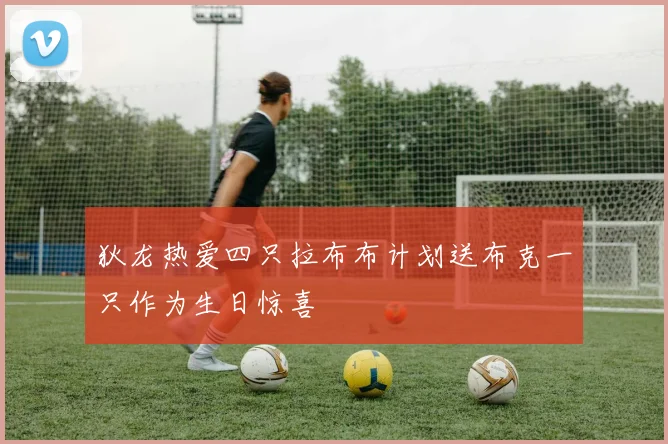 狄龙热爱四只拉布布计划送布克一只作为生日惊喜